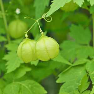 முடக்கத்தான் கீரை பயன்கள்